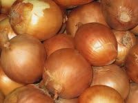Onion Seeds- Sweet Yellow Spanish Heirloom- 250+ Seeds