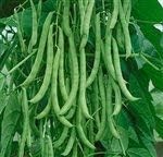 Dirt Goddess Super Seeds ~ Kentucky Wonder Pole Beans (1/2 Lb) Bulk
