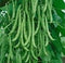 Dirt Goddess Super Seeds ~ Kentucky Wonder Pole Beans (1/2 Lb) Bulk