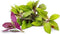 Spinach Plants Okinawa (4 Pack) Live Edible Plants for Planting, Nutritious &