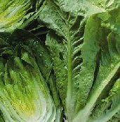 Seed Kingdom Lettuce Parris Island Romaine Great Heirloom Vegetable Bulk 40,000 Seeds
