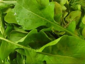 Ohio Heirloom Arugula Seeds for Planting Lettuce Seeds for Planting Outdoor or