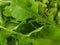 Ohio Heirloom Arugula Seeds for Planting Lettuce Seeds for Planting Outdoor or