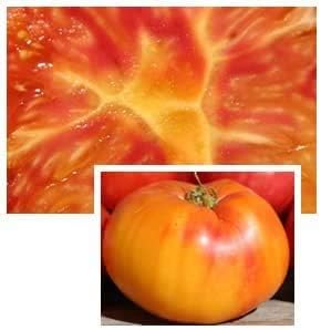 (2) 4" 8" 4" Inch Clovers Garden Old German Tomato Plants Two Live Plants Non-GMO - Not Seeds - Each to Tall in Pots