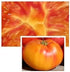 (2) 4" 8" 4" Inch Clovers Garden Old German Tomato Plants Two Live Plants Non-GMO - Not Seeds - Each to Tall in Pots