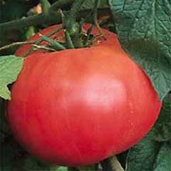 (2) 4" 8" 4" Inch Clovers Garden Brandywine Red Tomato Plants Two Live Plants Non-GMO - Not Seeds - Each to Tall