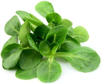 Mache Lettuce - Delicious Verte de Cambrai - 300 Seeds of Small