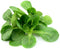 Mache Lettuce - Delicious Verte de Cambrai - 300 Seeds of Small