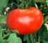 (2) 4"-8" 4 Inch Clovers Garden Big Boy Tomato Plants- Two Live Plants Non-GMO - Not Seeds Each Tall in Pots - Great