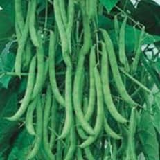 Blue Lake Pole Bean Seeds 180+ Seeds, Heirloom Pole Beans Seeds, Blue