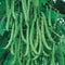 Blue Lake Pole Bean Seeds 180+ Seeds, Heirloom Pole Beans Seeds, Blue