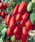 (2) 4" 8" 4" Inch Clovers Garden San Marzano Tomatoes Two Live Plants Non-GMO - Not Seeds - Each to Tall in Pots