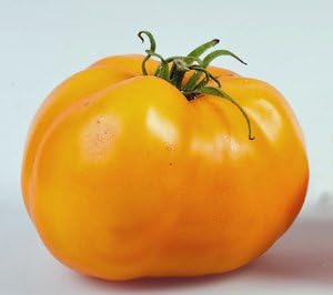 (2) 4" 8" 4" Inch Clovers Garden Golden Jubilee Tomato Plants Two Live Plants Non-GMO - Not Seeds - Each to Tall