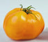 (2) 4" 8" 4" Inch Clovers Garden Golden Jubilee Tomato Plants Two Live Plants Non-GMO - Not Seeds - Each to Tall