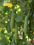 Seedville 25 LUFFA Sponge Gourd (Vegetable Sponge/Smooth Luffa/Sponge Luffa/Climbing Okra/Dishrag Gourd) Luffa