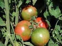 (2) 4"-8" 4 Inch Clovers Garden Big Boy Tomato Plants- Two Live Plants Non-GMO - Not Seeds Each Tall in Pots - Great