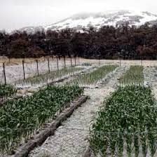 Bulbs 15 Bulbs Snow Hill Organic Himalayan Garlic Heirloom, Non-GMO, Naturally Small Size Raw Garlic Grown in High