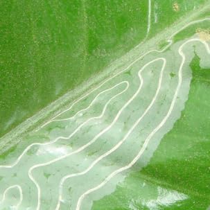 VT-102 (2 Pack, 8 VivaTrap Citrus Leafminer Trap & Lure Week)
