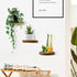 3-Pack 6'' AceList Round Floating Shelves for Wall Decor, Diameter Acacia Wood Floating Shelf, Cup Plant Wall Shelves
