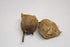 TruBlu Supply 1 32oz Fresh Large Chinese Ootheca Praying Mantis Egg Plus + Crystal Clear Incubator Cup Hatching Habitat