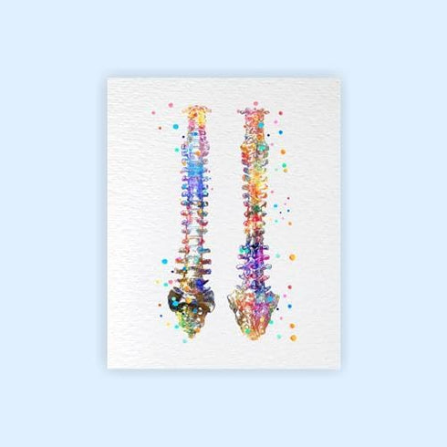 Dignovel Studios 11X14 DN529 Unframed Human Spine Bone Anatomy Medical Doctor Watercolor Art Print Poster Housewarming