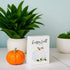 Collins Mini Sign "Happy Fall" with Pumpkin - Decorative Wooden Block Sign for Desk or Shelf Display