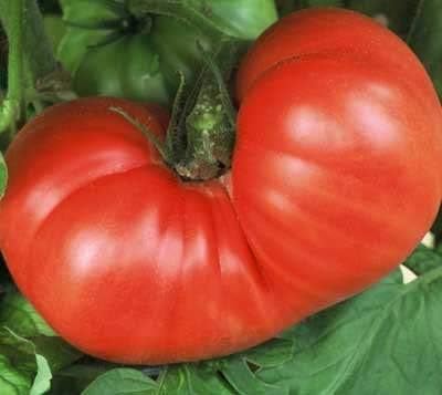 (2) 5" 7" 3.5 Inch Clovers Garden Goliath Tomato Plant Two Live Plants Not Seeds Each to Tall, in Pots