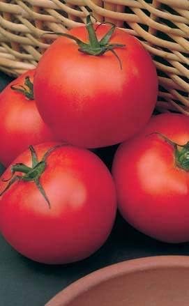 (2) 4"-8" 4 Inch Clovers Garden Big Boy Tomato Plants- Two Live Plants Non-GMO - Not Seeds Each Tall in Pots - Great