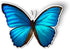 Blue Morpho Butterfly Magnet, Beautiful Car Fridge Locker, 5.5"