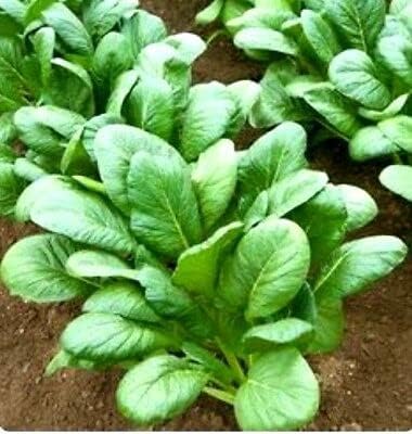 Generic 500 Komatsuna Tendergreen Spinach Mustard Seeds for Planting Heirloom Non GMO 1