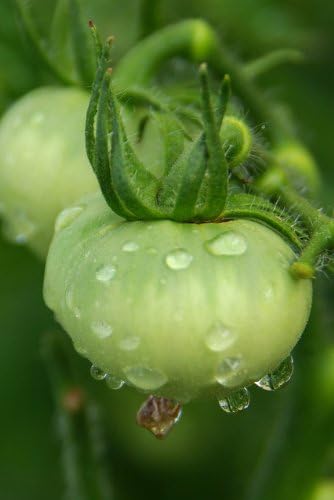(2) 4" 8" 4" Inch Clovers Garden Old German Tomato Plants Two Live Plants Non-GMO - Not Seeds - Each to Tall in Pots