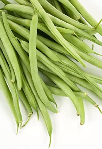 50 Summer Contender Bush Bean Seeds (Phaseolus vulgaris) Non-GMO Heirloom Seeds by Islas Garden Seeds, Early-Maturing