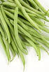 50 Summer Contender Bush Bean Seeds (Phaseolus vulgaris) Non-GMO Heirloom Seeds by Islas Garden Seeds, Early-Maturing