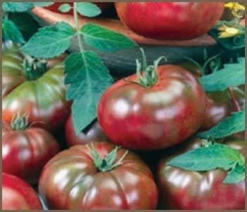 (2) 4" 8" 4" Inch Clovers Garden Black Krim Tomato Plants Two Live Plants Non-GMO - Not Seeds - Each to Tall in Pots