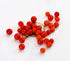 Harley Seeds 20+ Worlds Smallest Spoon Currant Tomato Seeds, Early, Heirloom Non-GMO, Rare, Early, Vigorous, Sweet