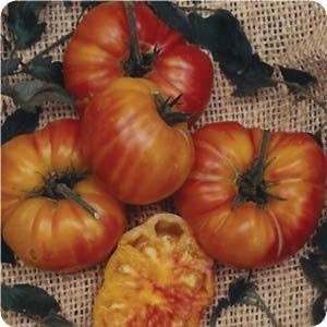(2) 4" 8" 4" Inch Clovers Garden Old German Tomato Plants Two Live Plants Non-GMO - Not Seeds - Each to Tall in Pots