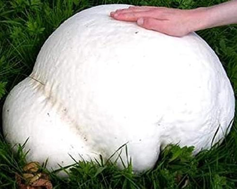 CEMEHA SEEDS Giant Puffball Mushrooms Non GMO for Planting Mycelium Spawn Spores