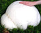 CEMEHA SEEDS Giant Puffball Mushrooms Non GMO for Planting Mycelium Spawn Spores