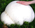 CEMEHA SEEDS Giant Puffball Mushrooms Non GMO for Planting Mycelium Spawn Spores
