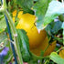 (2) 4" 8" 4" Inch Clovers Garden Golden Jubilee Tomato Plants Two Live Plants Non-GMO - Not Seeds - Each to Tall