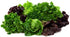 Harley Seeds 1000 20 Packaged Lettuce Mix Seeds Please Read This is A Mix Varieties Heirloom Non-GMO. Seeds are not