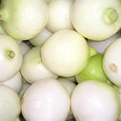 500 CRYSTAL WHITE WAX PEARL ONION Allium Cepa Vegetable Seeds