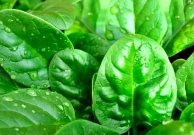100 Seeds Giant Spinach Herb Garden Seeds for Planting About Seeds Non-GMO Annual Plant