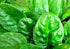 100 Seeds Giant Spinach Herb Garden Seeds for Planting About Seeds Non-GMO Annual Plant