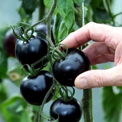 20 Rare Black Tomato Seeds for Planting Around Seeds