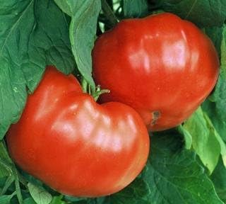 (2) 5" 7" 3.5 Inch Clovers Garden Goliath Tomato Plant Two Live Plants Not Seeds Each to Tall, in Pots