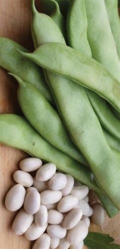 Seedsurvivor Heirloom ITALIAN ROMA BUSH Bean 100 SEEDS High Yields Stringless