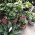 5 Pack Metal Plant Stands,Heavy Duty Potted Holder for Flower Pot,Indoor Outdoor Metal Rustproof Iron Garden Container