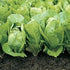 (1/2 LB) Bulk Organic Romaine Lettuce Seeds