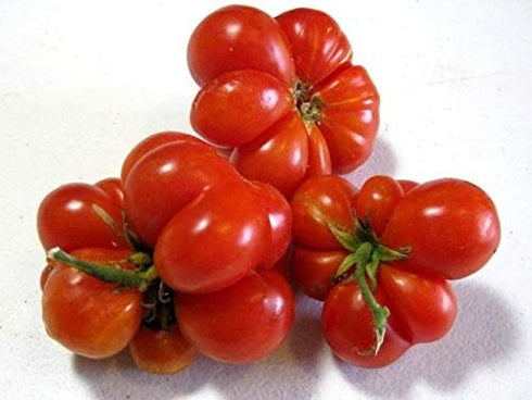 Reisetomate 20 Tomato Travel Voyage Seeds for Planting About Seeds
